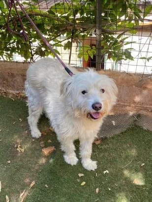 Descriptif & Conditions d'Adoption, Mixed Breed for adoption at Les Chats du Mercantour, les chats du mercantour