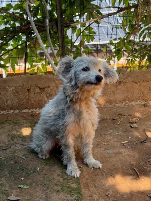 Elki, female puppy Mixed Breed for adoption at Les Chats du Mercantour, les chats du mercantour