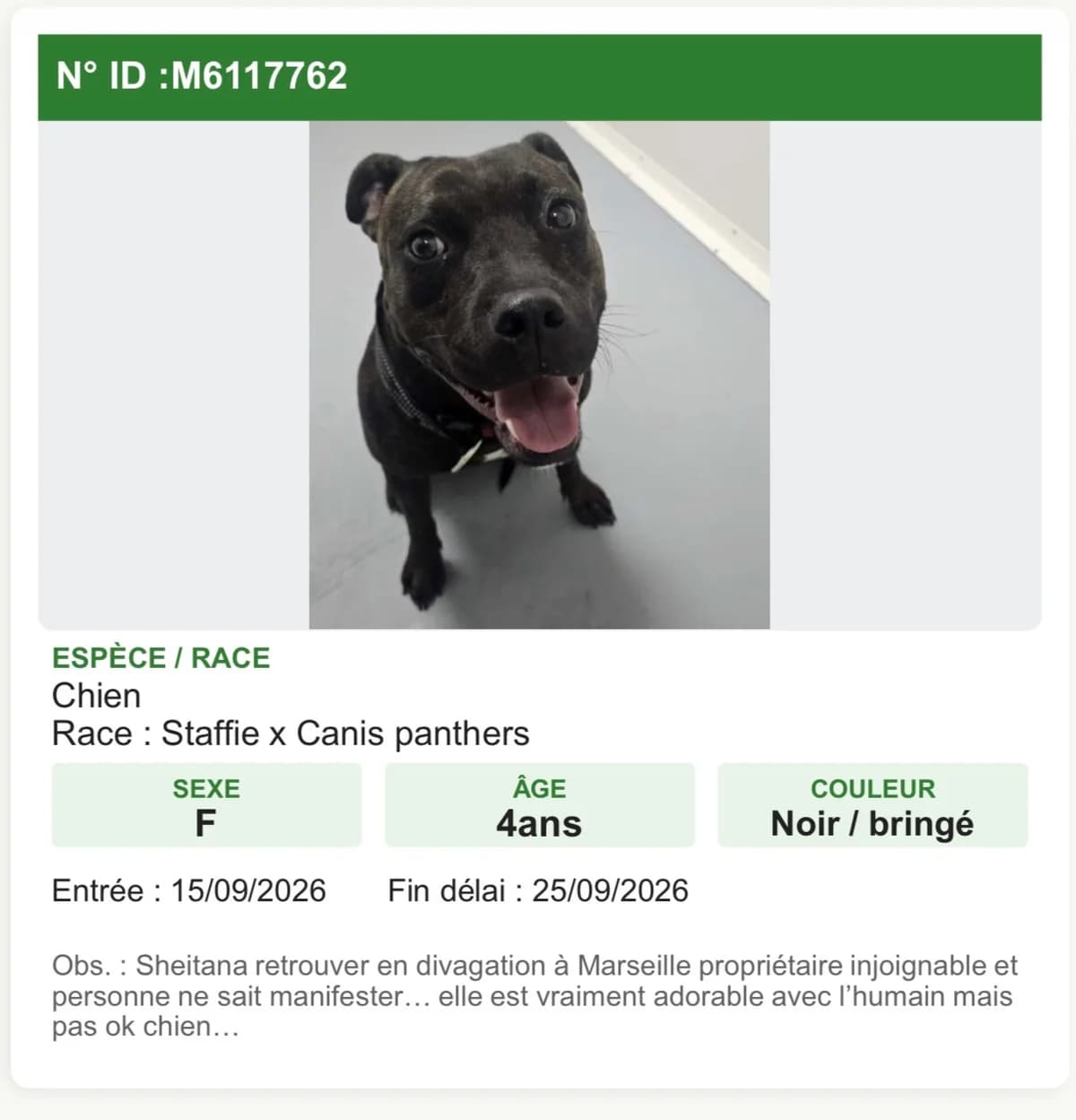 FOURRIERE, Mixed Breed for adoption at Les Chats du Mercantour, les chats du mercantour