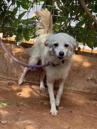 Descriptif & Conditions d'Adoption, Mixed Breed for adoption at Les Chats du Mercantour, les chats du mercantour