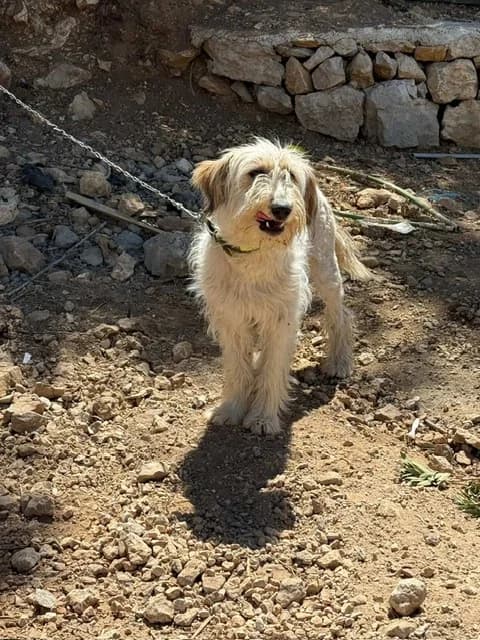 Descriptif & Conditions d'Adoption, Mixed Breed for adoption at Les Chats du Mercantour, les chats du mercantour