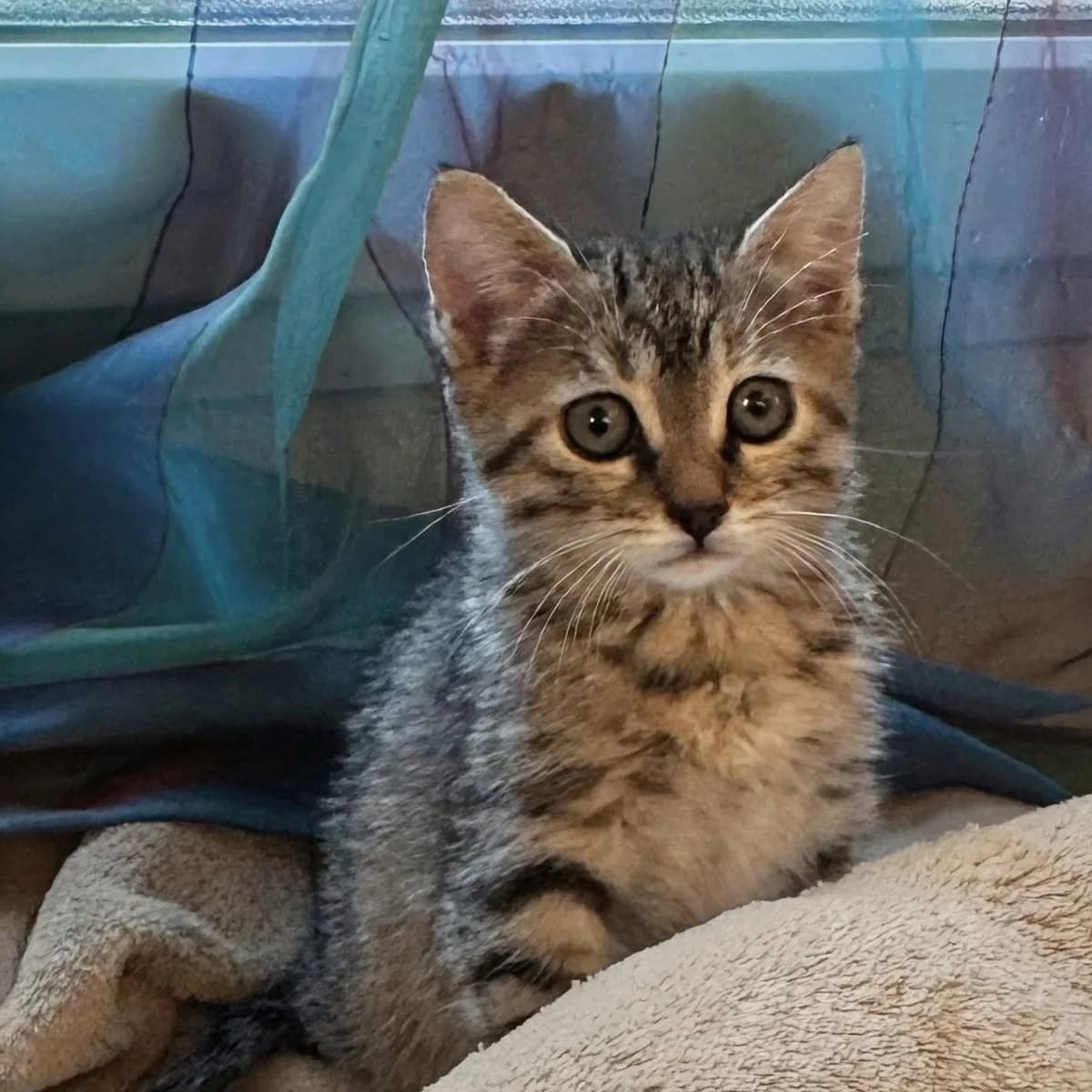 Agathe, Mixed Breed for adoption at Les Chats Libres de Nîmes Agglo, les chats libres de nimes agglo