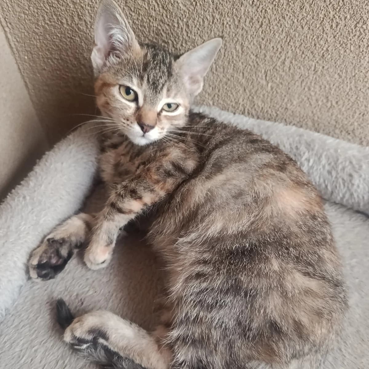 Candy, Mixed Breed for adoption at Les Chats Libres de Nîmes Agglo, les chats libres de nimes agglo