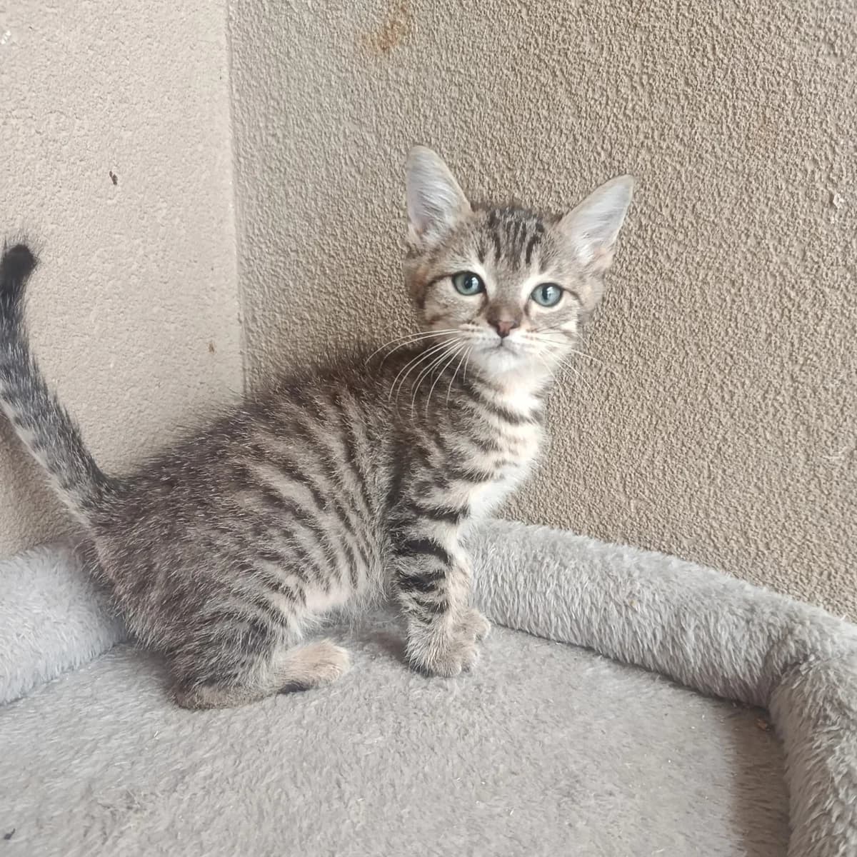 Chaussette, Mixed Breed for adoption at Les Chats Libres de Nîmes Agglo, les chats libres de nimes agglo