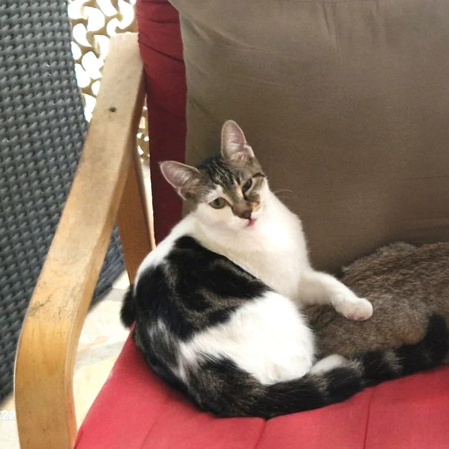 Crevette, female Mixed Breed for adoption at Chats Libres Nîmes