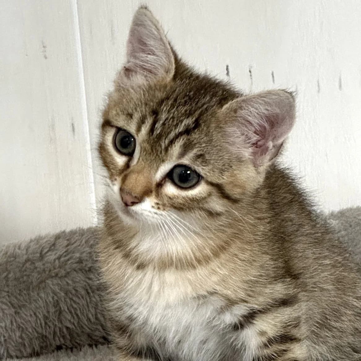 Garou, puppy Mixed Breed for adoption at Chats Libres Nîmes