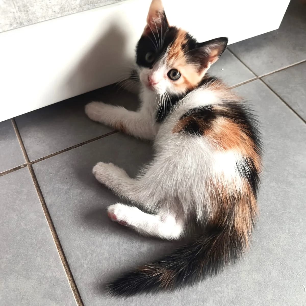 Isa, Mixed Breed for adoption at Les Chats Libres de Nîmes Agglo, les chats libres de nimes agglo
