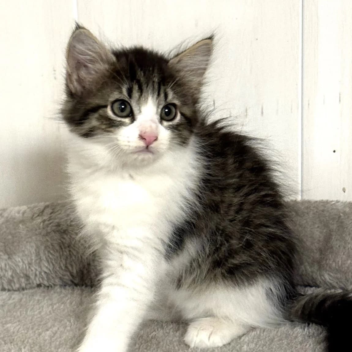 Laïka, Mixed Breed for adoption at Chats Libres Nîmes