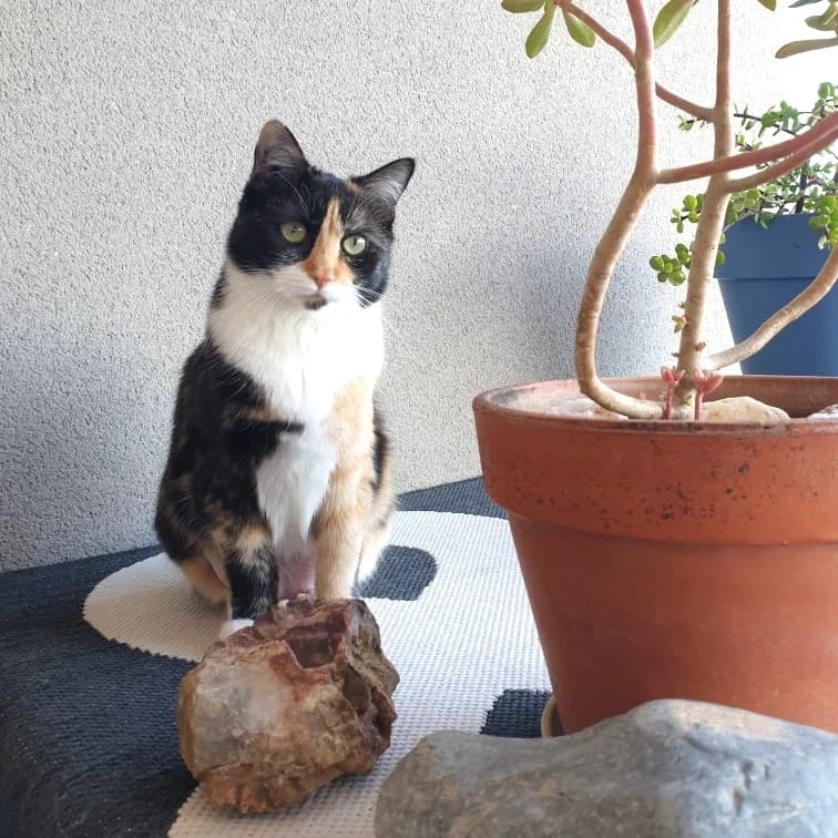 Maïako, young Mixed Breed for adoption at Les Chats Libres de Nîmes Agglo, les chats libres de nimes agglo