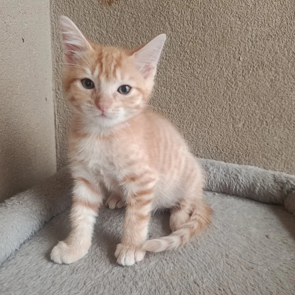 Nouky, puppy Mixed Breed for adoption at Les Chats Libres de Nîmes Agglo, les chats libres de nimes agglo