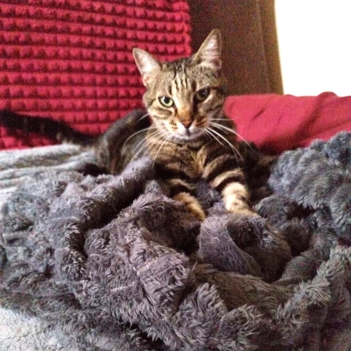 URGENT – Lola, senior Mixed Breed for adoption at Les Chats Libres de Nîmes Agglo, les chats libres de nimes agglo