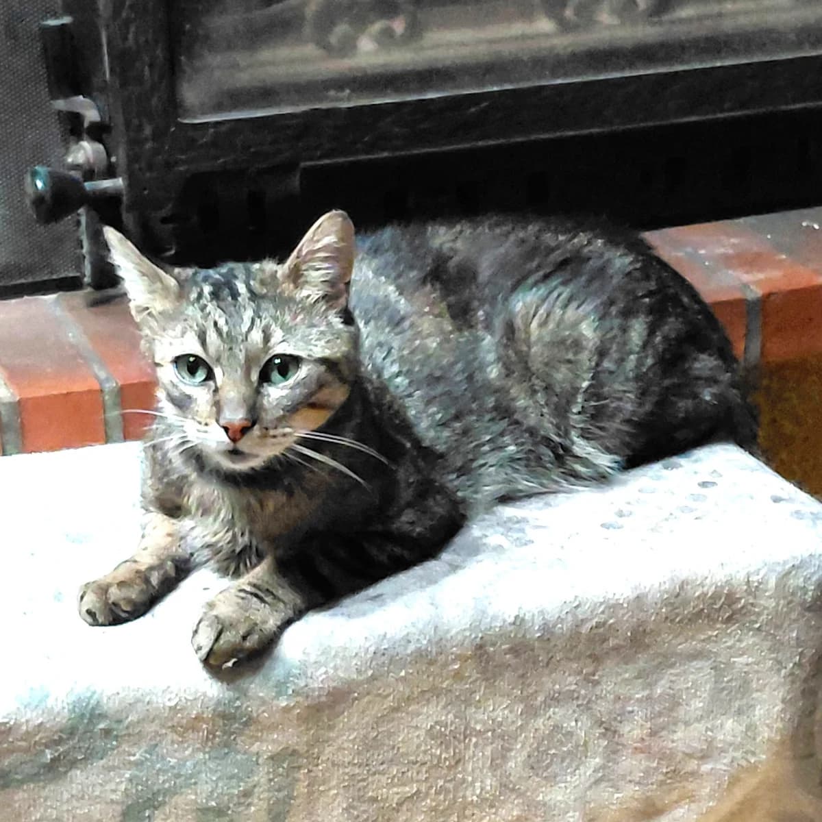 Winnie, 4yo Mixed Breed for adoption at Les Chats Libres de Nîmes Agglo, les chats libres de nimes agglo