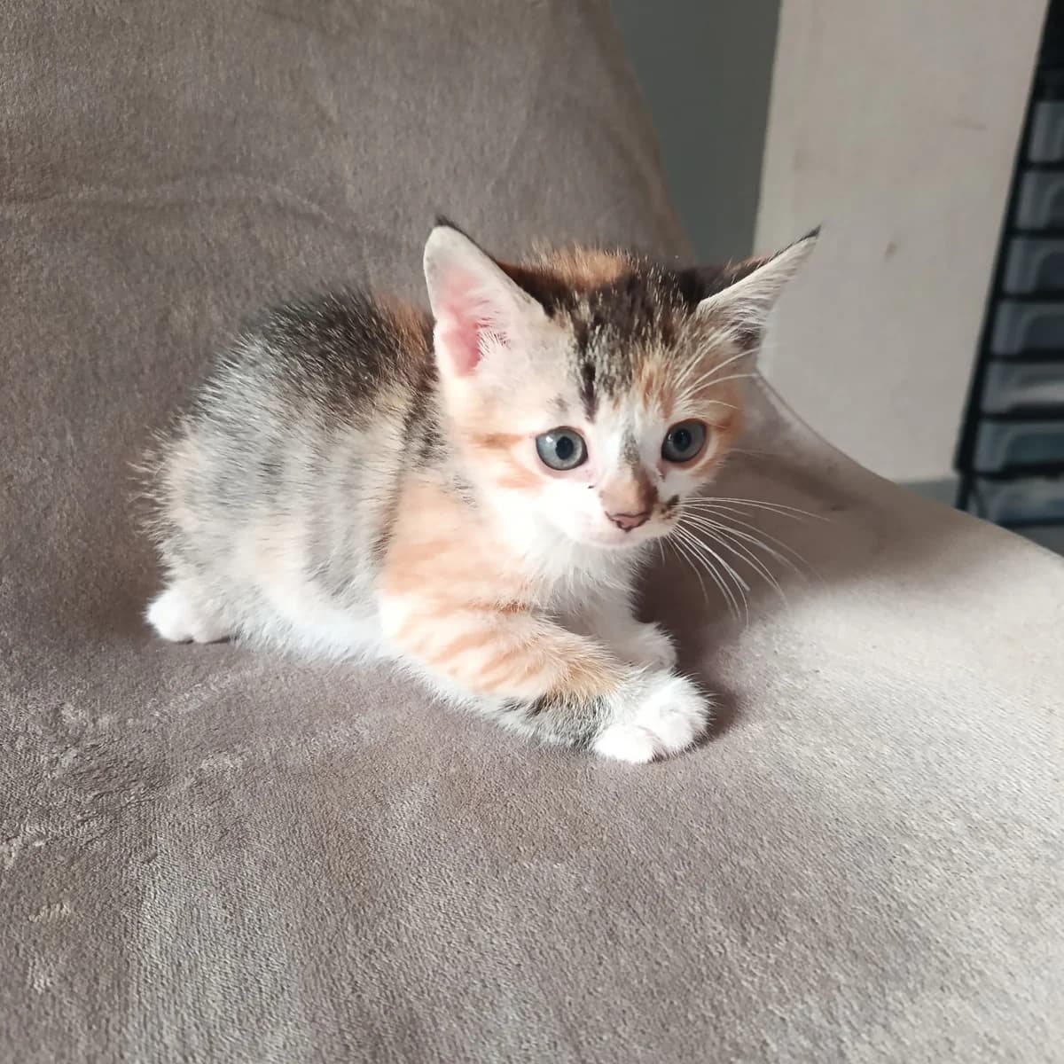 Zoé, Mixed Breed for adoption at Les Chats Libres de Nîmes Agglo, les chats libres de nimes agglo