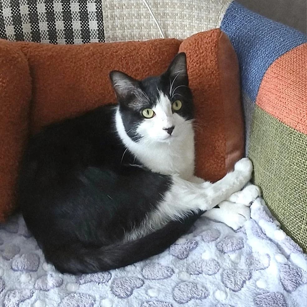 Zorro, young Mixed Breed for adoption at Les Chats Libres de Nîmes Agglo, les chats libres de nimes agglo