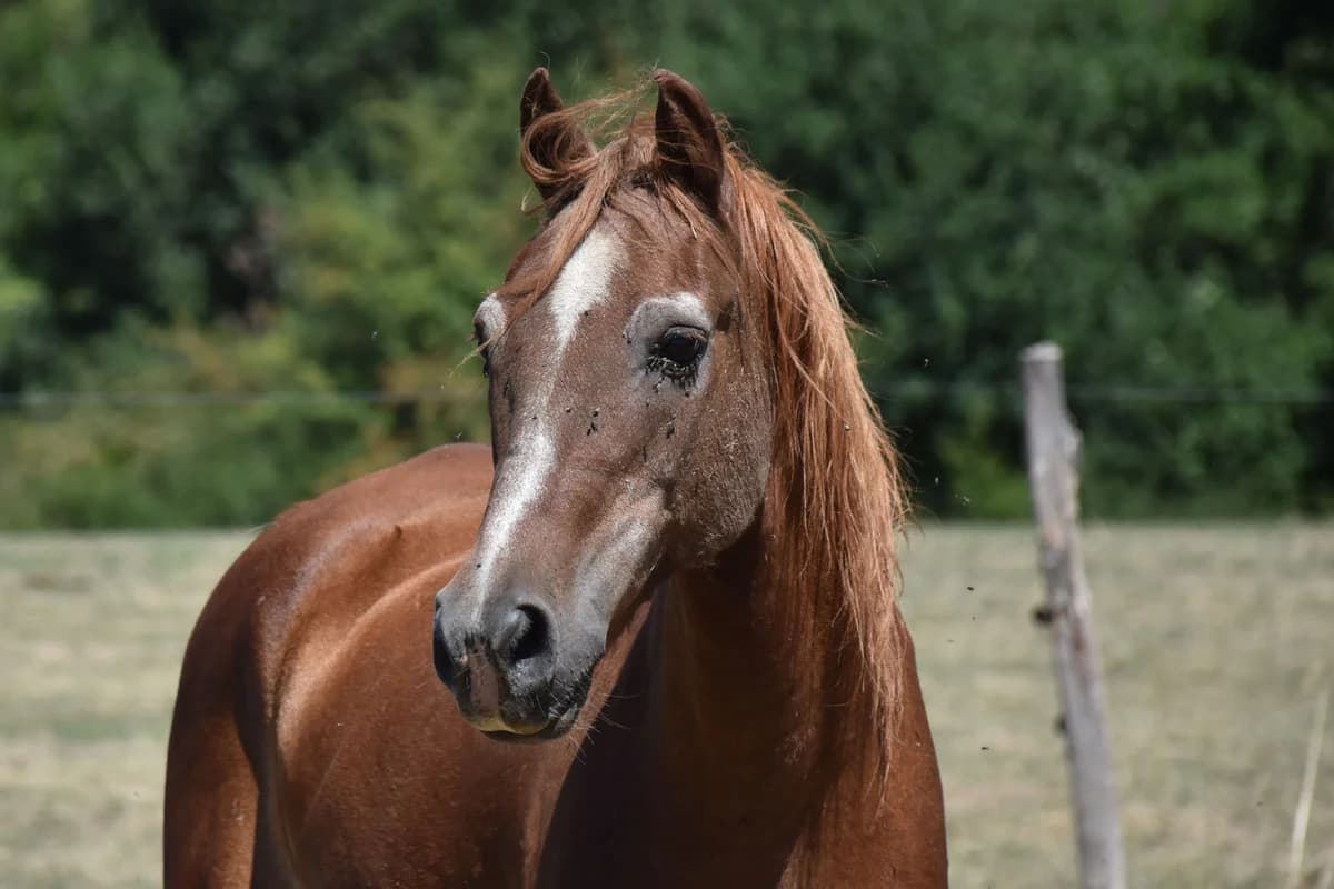 Noble, male senior mixed breed for adoption at Les Crins de Liberté, les crins de liberte