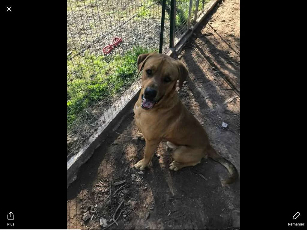 China, male Mixed Breed for adoption at Les Crocs d, Carnoules