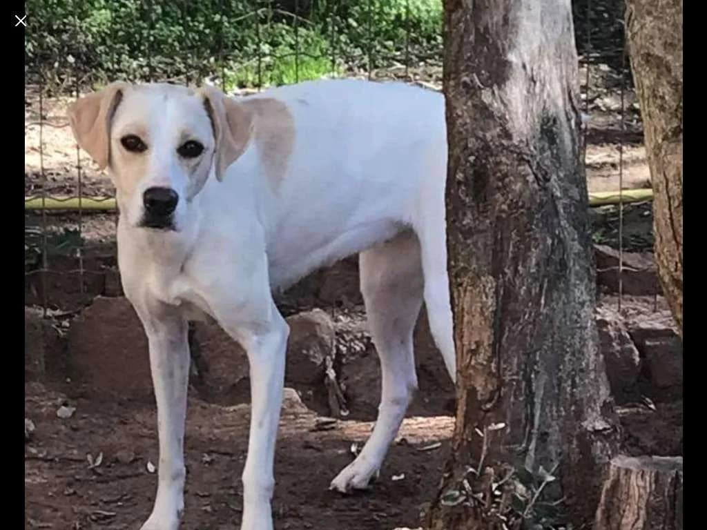 Chloe, female Mixed Breed for adoption at Les Crocs d, Carnoules