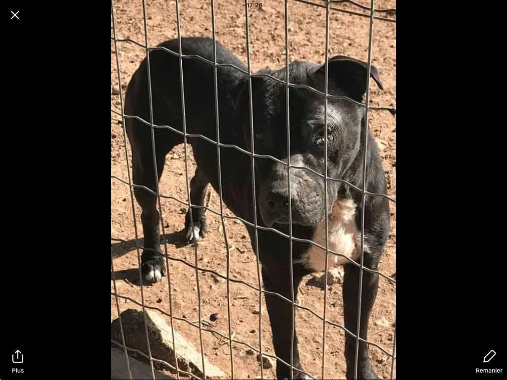 Cosmos, female Mixed Breed for adoption at Les Crocs d, Carnoules