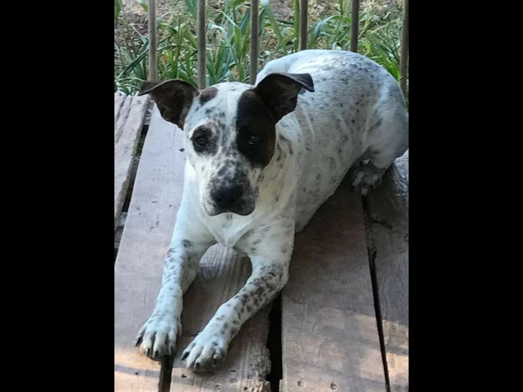 Pinchou, male Mixed Breed for adoption at Les Crocs d, Carnoules