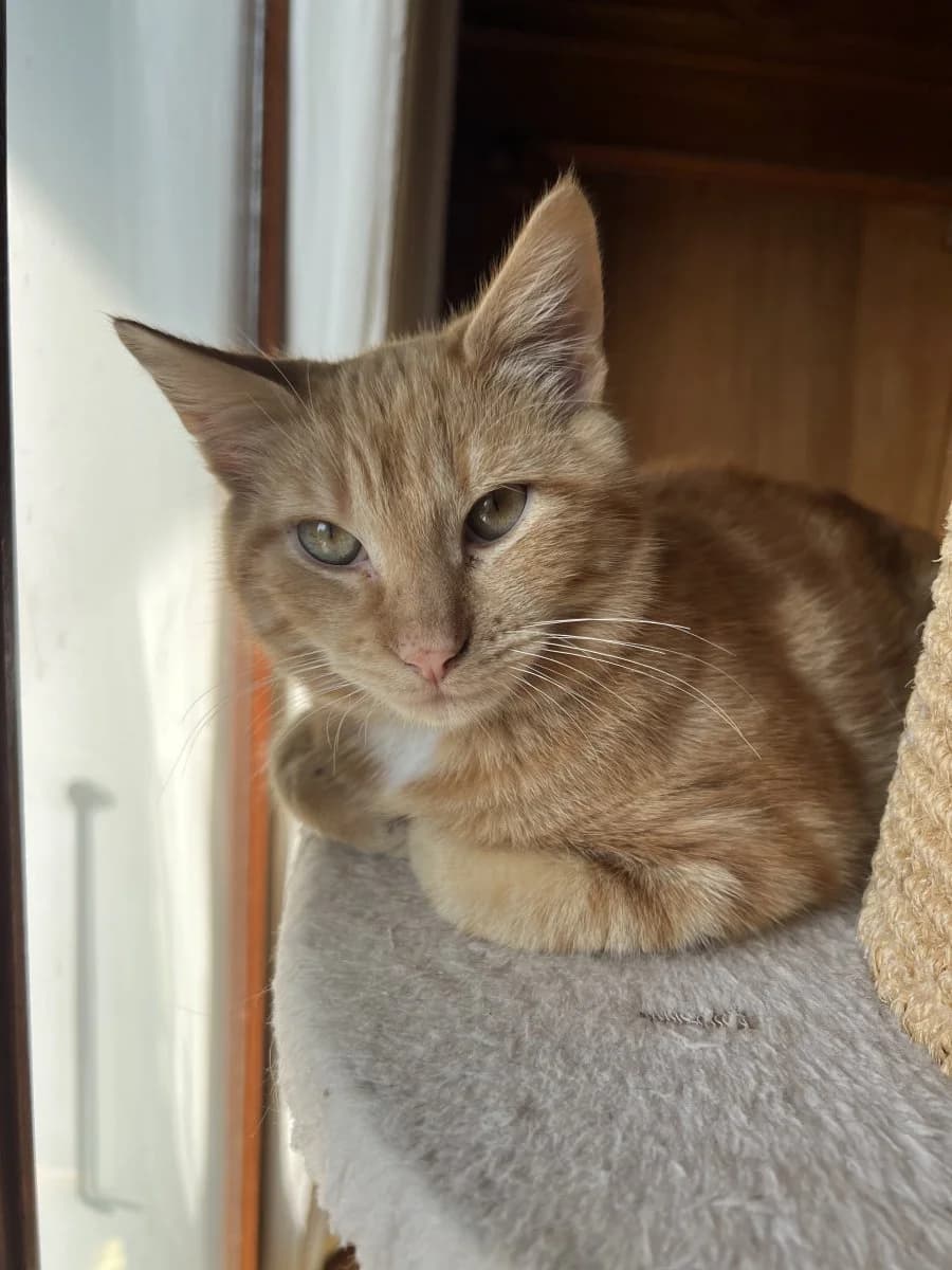 Ginger, male Mixed Breed for adoption at Les Fées Nourrisseuses, les fees nourrisseuses