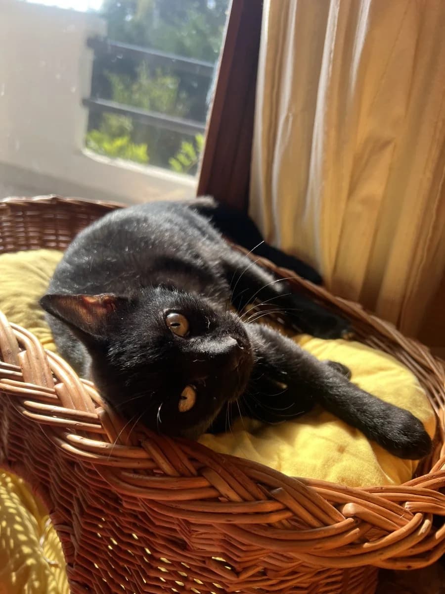 Ginger, male Mixed Breed for adoption at Les Fées Nourrisseuses, les fees nourrisseuses