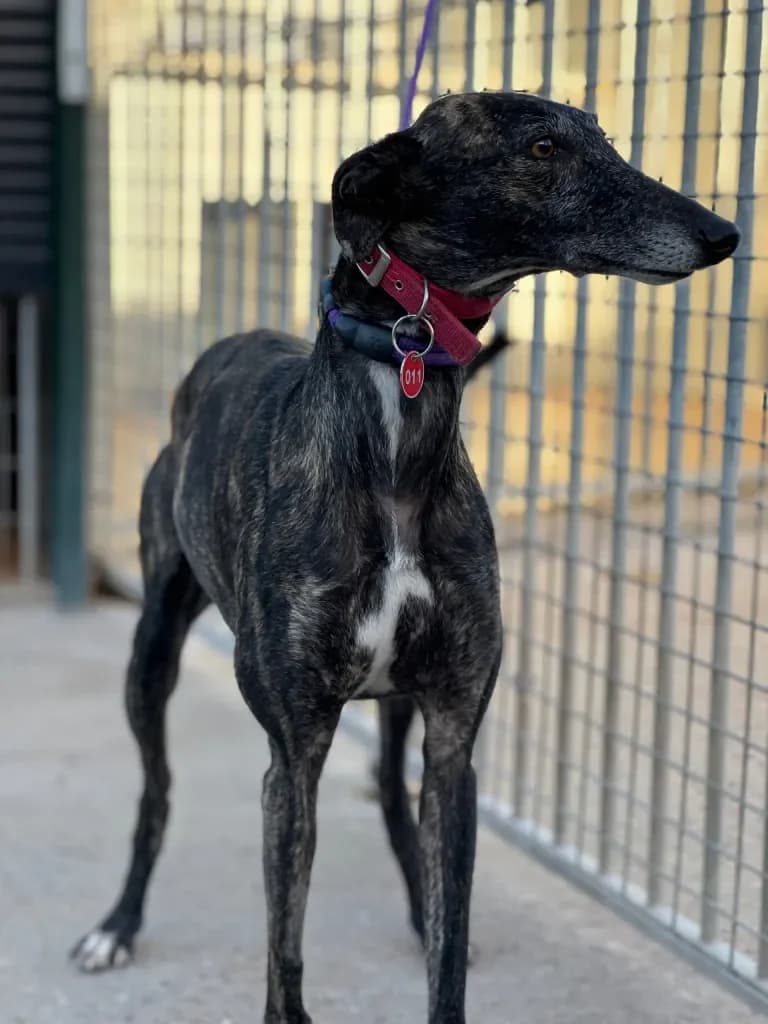 METRALLA, female 3yo Mixed Breed for adoption at Les Lévriers de Fébus, les levriers de febus