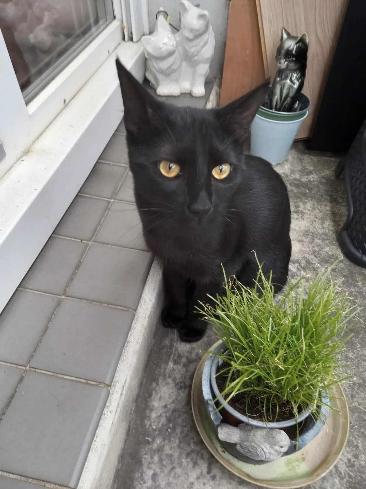 Charlot - Recherche Fa En Vue D'adoption 💕, male young Mixed Breed for adoption at Les Minous Oubliés, les minous oublies