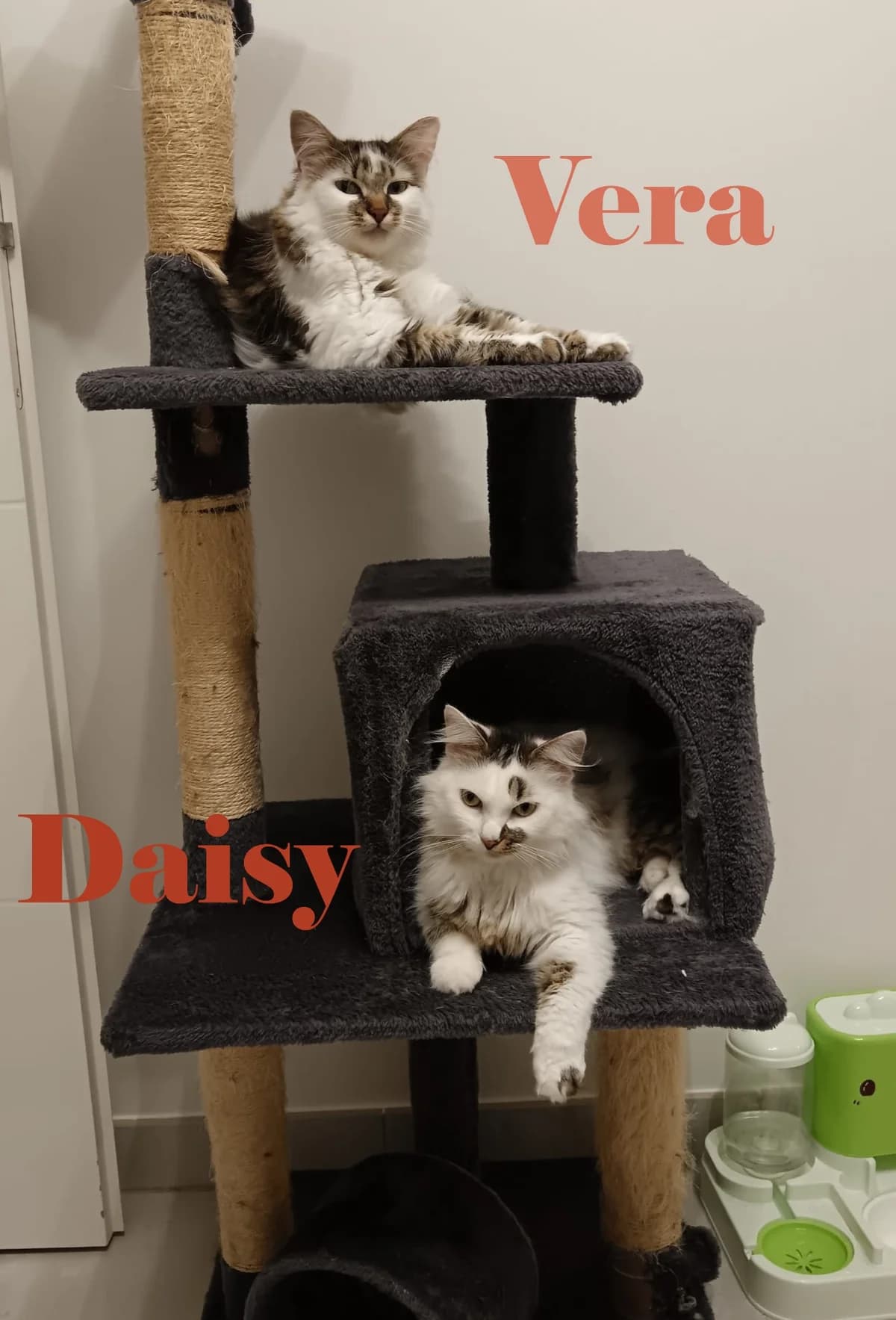 Daisy Et Vera, female 3yo Mixed Breed for adoption at Les Minous Oubliés, les minous oublies
