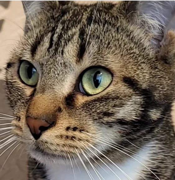 Gabin - Recherche Famille D'accueil En Vue D'adoption 💕, male Mixed Breed for adoption at Les Minous Oubliés, les minous oublies