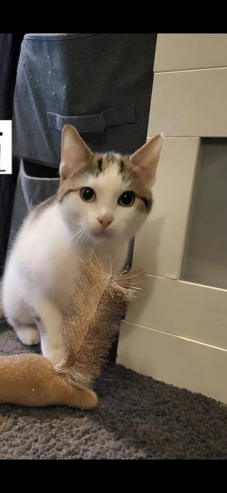 Yuki - Hospitalisé En Ce Moment 🤕🙏, male young Mixed Breed for adoption at Les Minous Oubliés, les minous oublies
