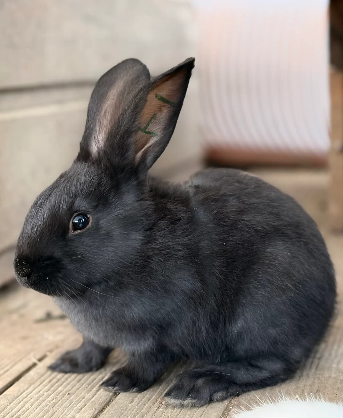 Allegria, female Mixed Breed for adoption at Les P
