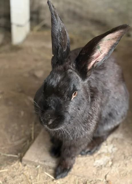 Basta, male Mixed Breed for adoption at Les P