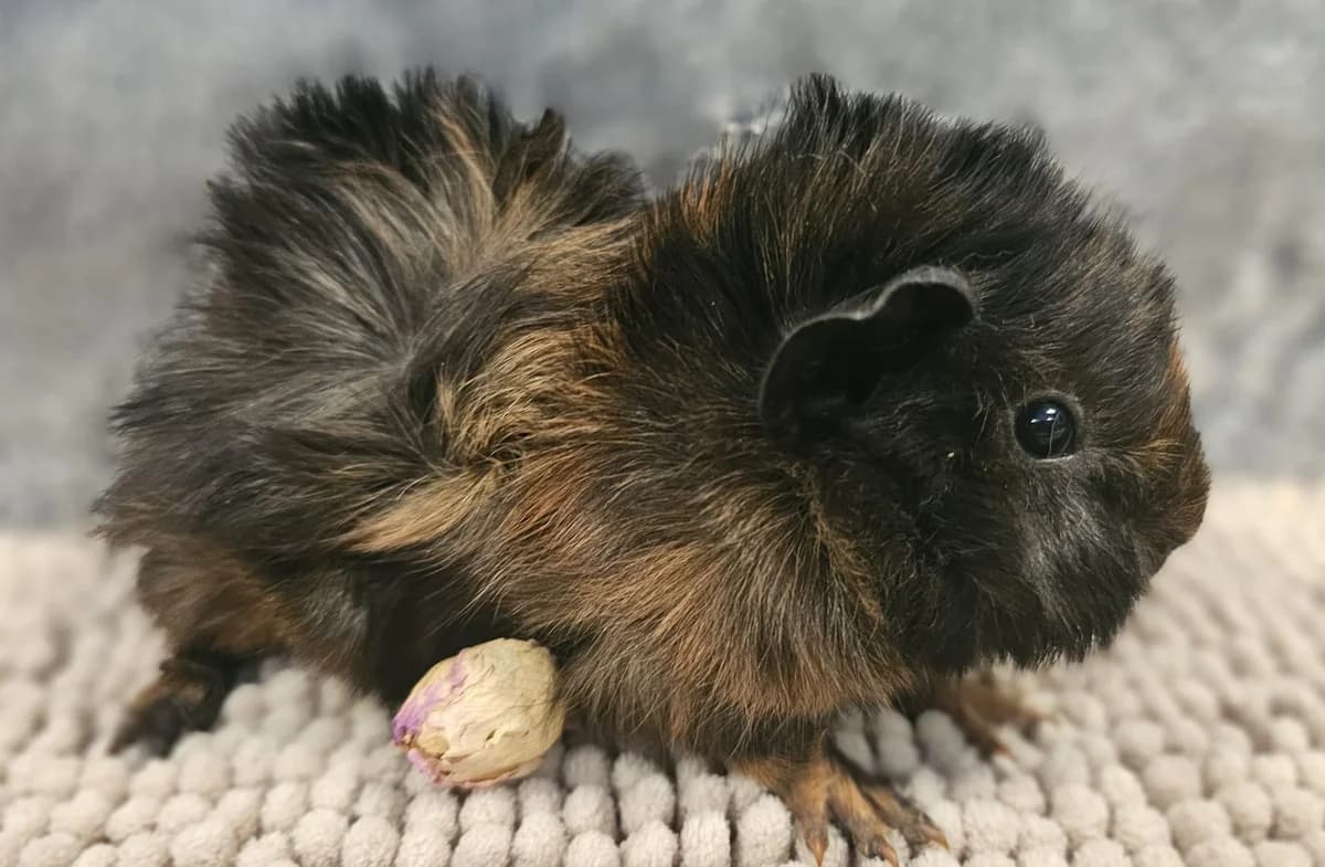 bb chon 3, male Mixed Breed for adoption at Les P