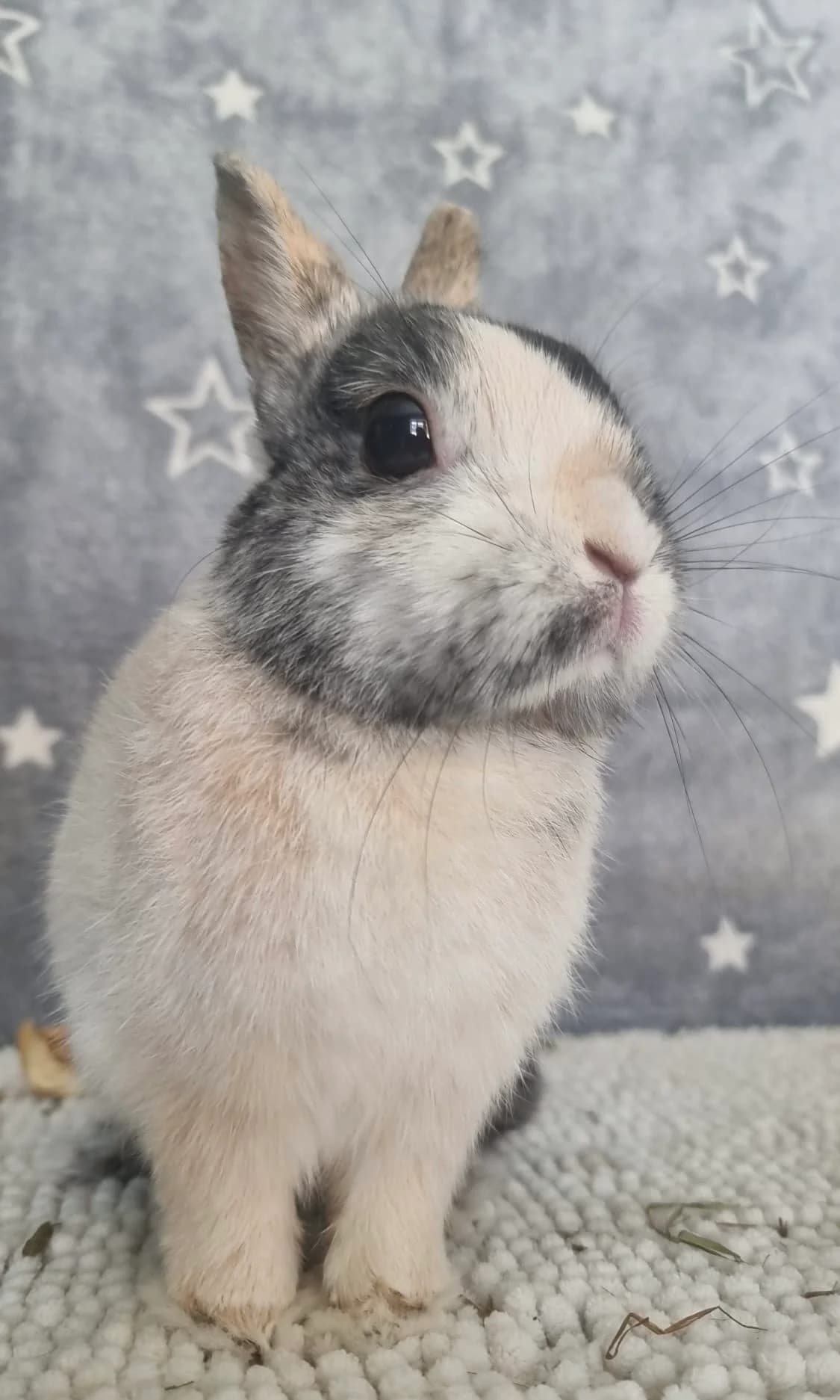 Berlioz, male Mixed Breed for adoption at Les P