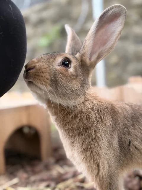 Bix, male Mixed Breed for adoption at Les P