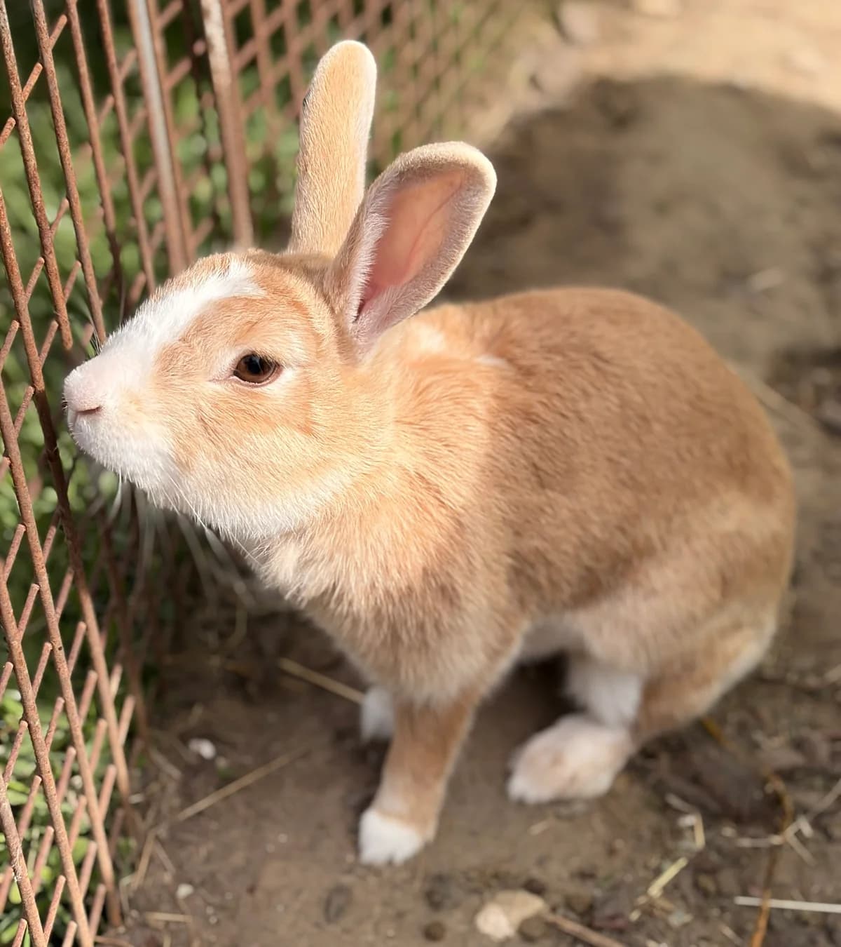 Bouton d'Or, female Mixed Breed for adoption at Les P