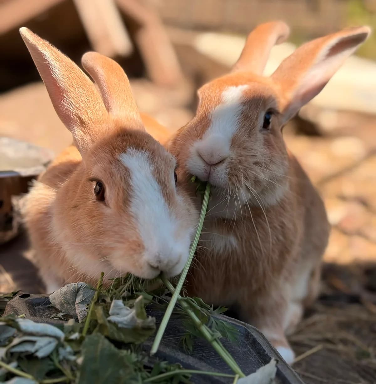 Buddy & Bouton d'Or, Mixed Breed for adoption at Les P
