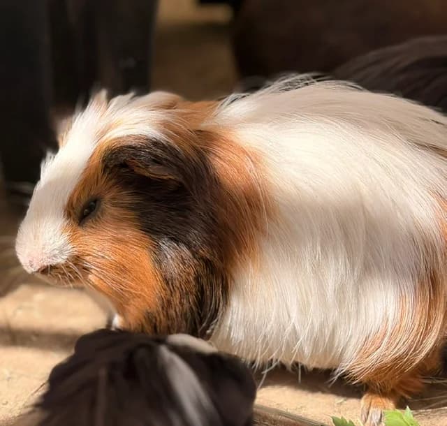 Chon 11, male Mixed Breed for adoption at Les P