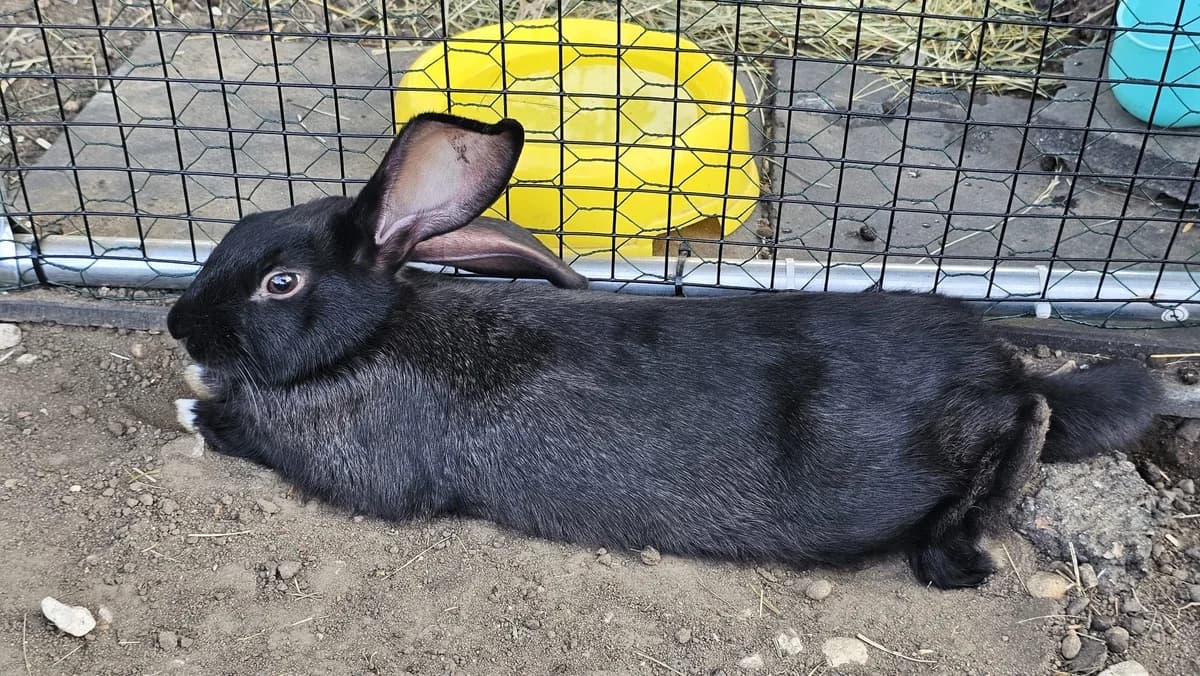 Comète, male Mixed Breed for adoption at Les P