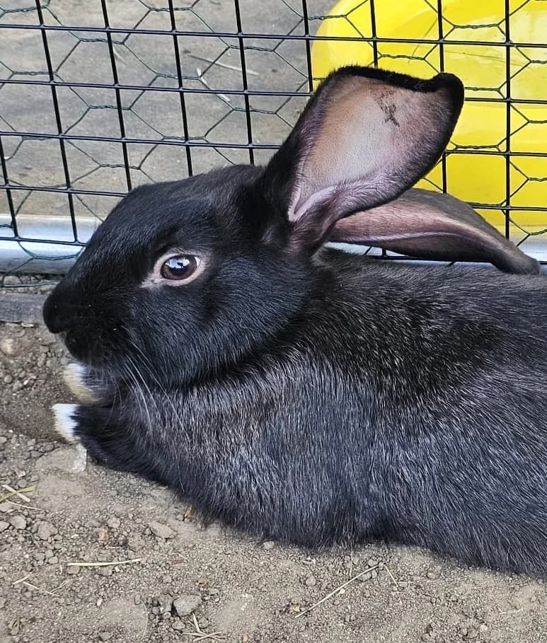 Comète, male Mixed Breed for adoption at Les P