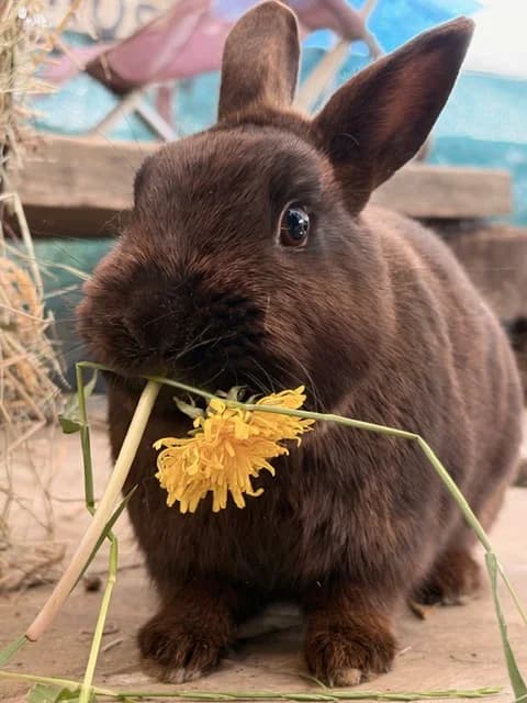 Petite crevette, female Mixed Breed for adoption at Les P