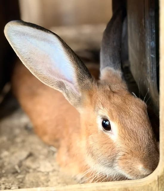 Dune, male Mixed Breed for adoption at Les P