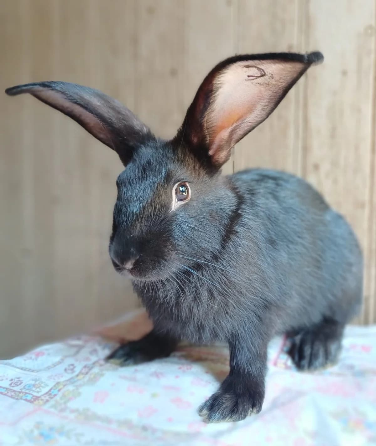 Ebène, male Mixed Breed for adoption at Les P