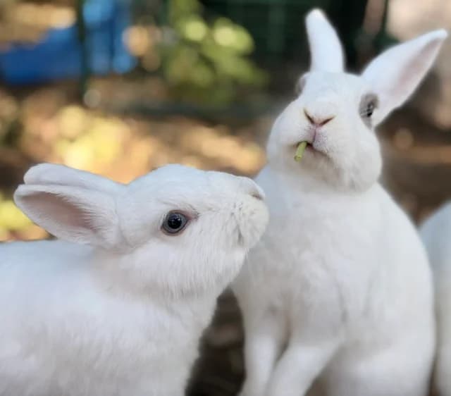 Félicia & Eliot, Mixed Breed for adoption at Les P