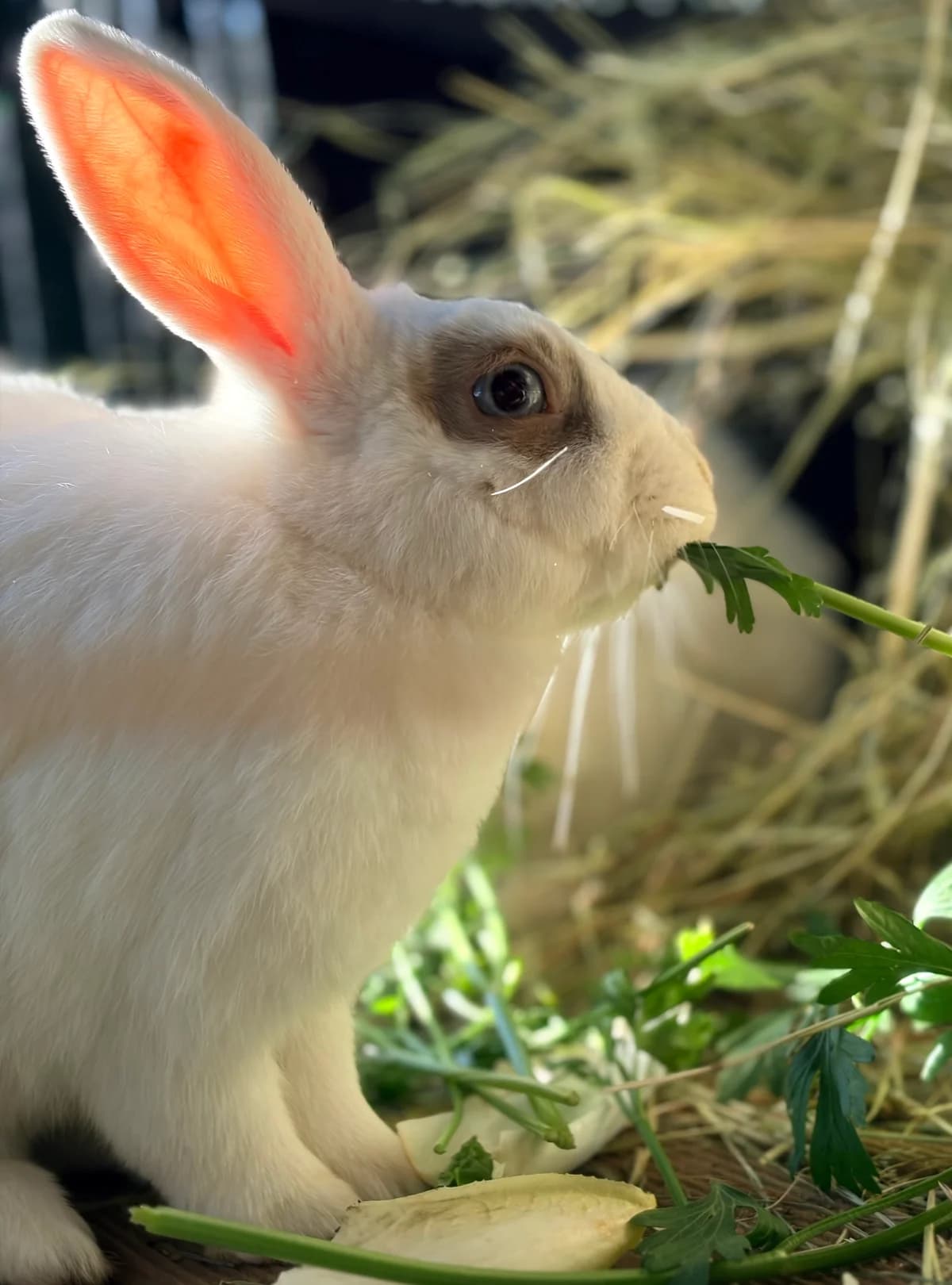 Félicia, female Mixed Breed for adoption at Les P