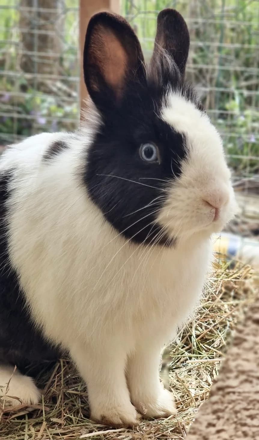 Figaro, male Mixed Breed for adoption at Les P