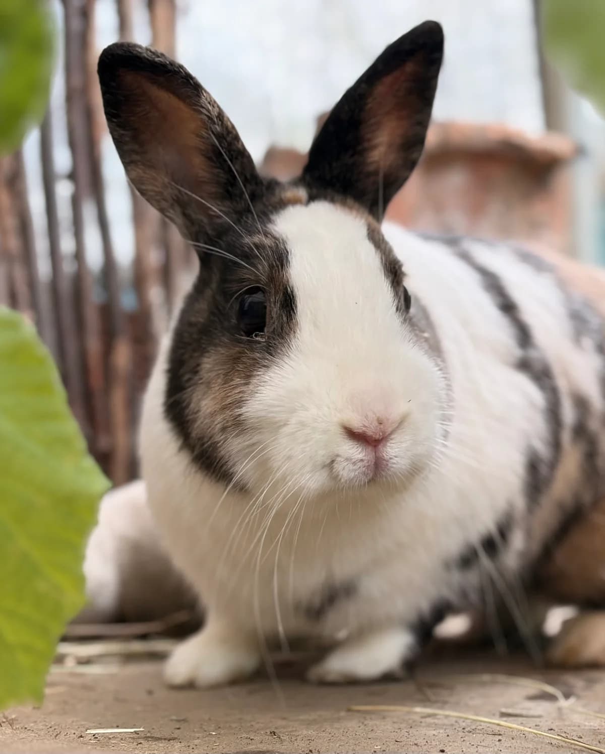 Fiji, female Mixed Breed for adoption at Les P