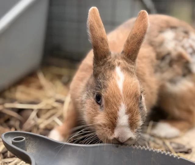Flop, male Mixed Breed for adoption at Les P