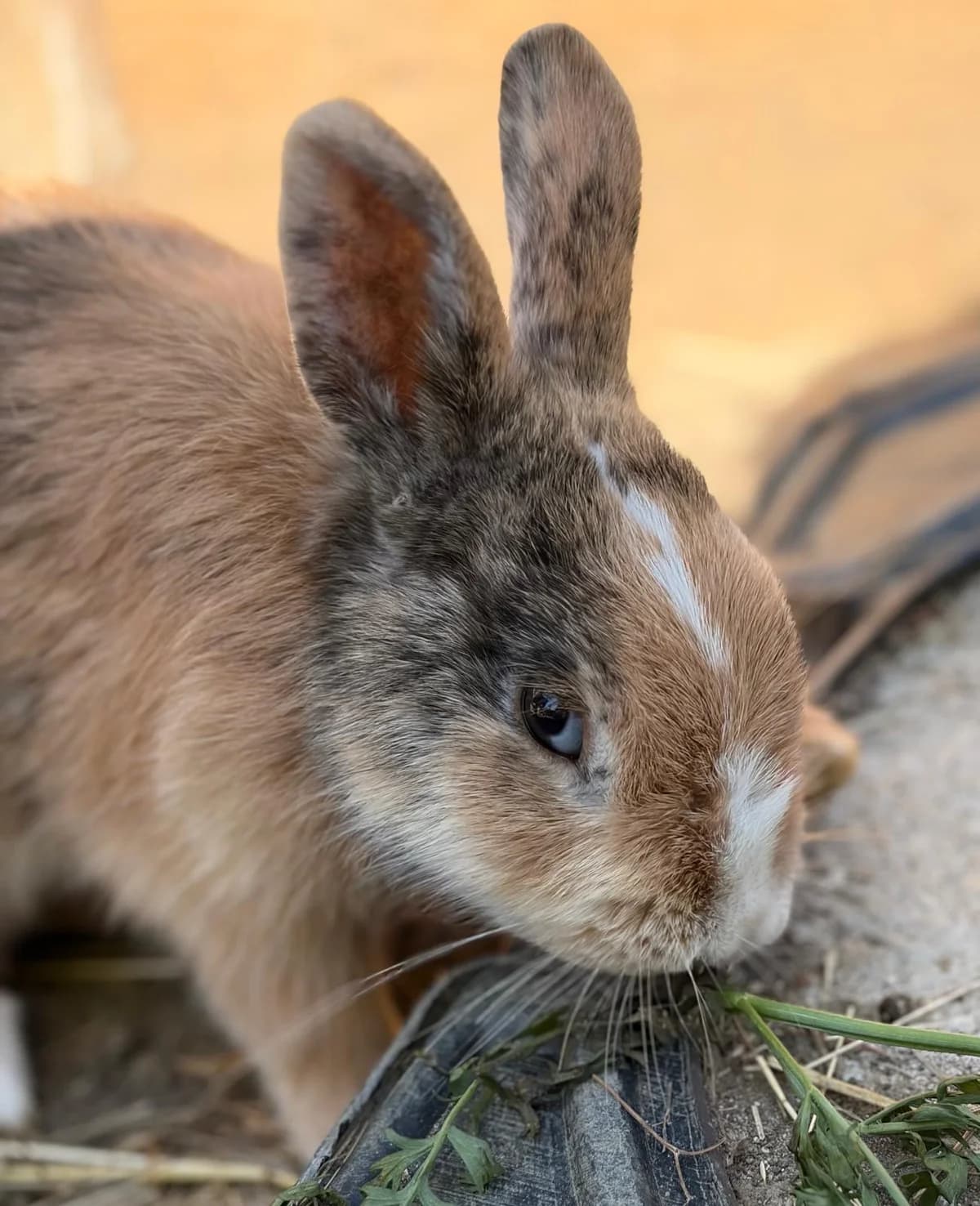 Flop, male Mixed Breed for adoption at Les P