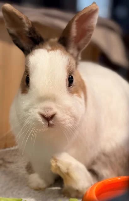 Floppy, male Mixed Breed for adoption at Les P